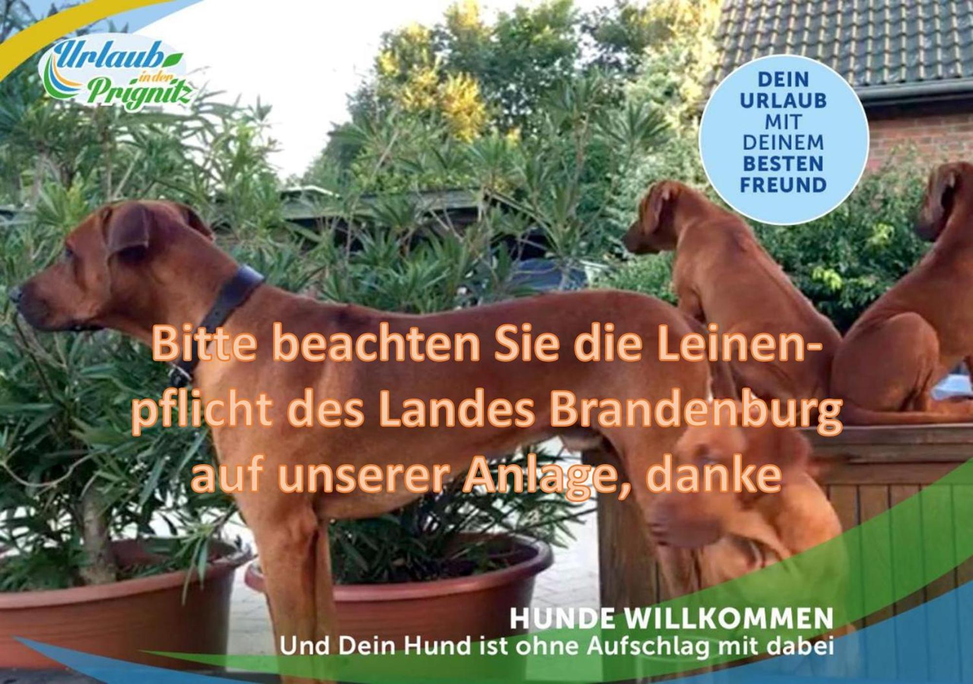 Familien-Suite-Im-Wald-Am-See Bork Esterno foto
